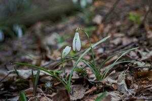 galanto, campanilla de febrero Tres flores en contra el antecedentes de arboles foto