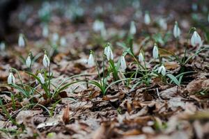 Galanthus, snowdrop three flowers against the background of trees. photo