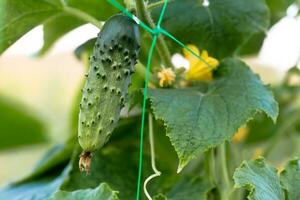 One green ripe cucumber on a bush among the leaves. Cucumber on the background of the garden. photo