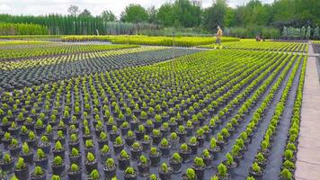 Young agricultural engineer working. video