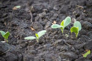 Green cucumber seedling grows from soil in garden in spring. Densely planted young cucumber plants are ready for planting and thinning. photo