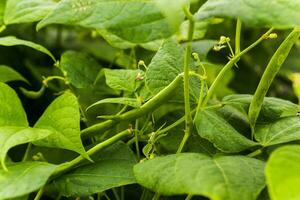 Flowers of green bean on a bush. French beans growing on the field. Plants of flowering string beans. snap beans slices. haricots vert close up. photo