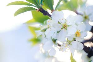 Flowers of Cherry plum or Myrobalan Prunus cerasifera blooming in the spring on the branches. photo