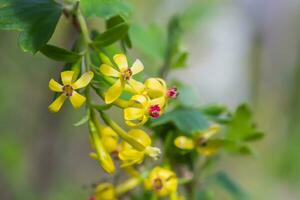 jostaberry grosella negra arbusto rama cierne para antecedentes en jardín. amarillo pequeño flores con rojo medios foto