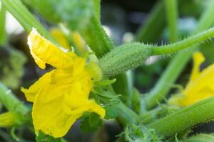 Pepino ovario y amarillo flor. Pepino cucumis sativus en el vegetal jardín con ovario acechando con hojas. Pepino en jardín es atado arriba en conducción. de cerca. foto