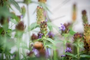 Prunella vulgaris, self-heal, heal-all, woundwort, heart-of-the-earth, carpenter's herb, brownwort and blue curls purple flower growing on the field. Honey and medicinal plants in Europe. drug plants photo