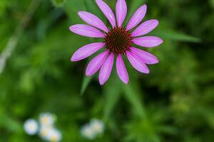 Echinacea flower close-up on a green background. Large garden daisy in the center for the background on the phone screen or monitor. photo