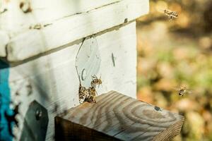 From beehive entrancebees creep out. Honey-bee colony guards on blue hive from looting honeydew. photo