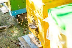 Hives in an apiary with bees flying to the landing boards in a green garden photo