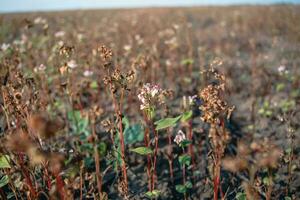 alforfón después escarcha. congelado hojas y flores de alforfón. plantas después agudo frío quebrar. muerto partes de plantas después escarcha. destruido cultivos, colapso de negocio. problemas de agronomía foto