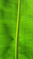 Banana leaf texture background, close up of green banana leaf. photo