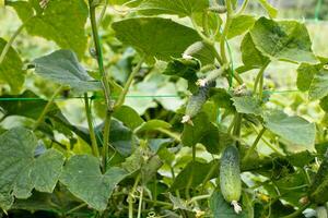 parte superior Pepino cucumis sativus brote con joven hojas y antenapecumbre en jardín es atado arriba en conducción. foto