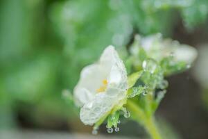 Beautiful white strawberry flower with raindrops in the garden. The first crop of strawberries in the early summer. Natural background. photo