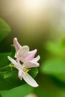salvaje floreciente arbusto lonicera tatárica, tatariano madreselva con rosado flores miel planta de Europa y Ucrania foto