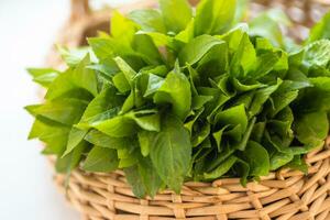 spring in the wild Mercurialis perennis, dog's mercury poisonous collected by an herbalist to prepare an emetic, ophthalmic and purgative elixir. used externally to treat menstrual pain, ear, and eye problems, warts, and sores photo