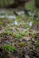 Galanthus, snowdrop three flowers against the background of trees. photo