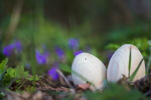 Two white Easter eggs with a branch of apricot in green grass. Easter background. Search for eggs at Easter. photo