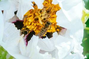 blanco peonía, pion flor cerca arriba detalle. miel abeja con Cuajada en manchado peón estambres abejas recoger polen desde paeonia sufruticosa, árbol peonía o paeony flor. muchos abejas dentro flor. foto