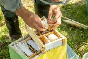 Beekeeper holding a small Nucleus with a young queen bee. Breeding of queen bees. Beeholes with honeycombs. Preparation for artificial insemination bees. Natural economy. Queen Bee Cages photo