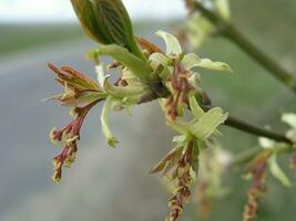 Acer negundo  Box elder, boxelder maple, ash-leaved maple, and maple ash,  a flower blooming in early spring.  Flower bud elder, young leaves and old, last year's seeds. Honey plants of Ukraine. photo