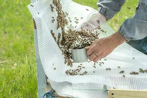 apicultor reclutas abejas dentro un taza a transferir a núcleo. cría de reina abejas. colmenas con panales preparación para artificial inseminación abejas. natural economía. reina abeja jaulas foto