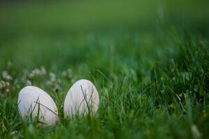 Two white Easter eggs with a branch of apricot in green grass. Easter background. Search for eggs at Easter. photo