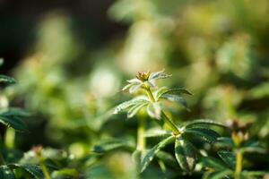 Galium aparine cleavers, catchweed, stickyweed, robin-run-the-hedge, sticky willy, sticky willow, stickeljack, and grip grass use in traditional medicine for treatment. Soft focus. Film grain. photo