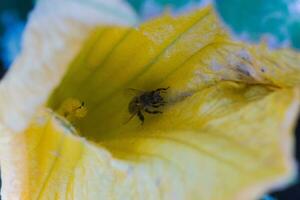 A bee collecting nectar from a pumpkin flower. A honeybee sits on the pestle of huge yellow pumpkin flower. photo