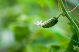 Pepino cucumis sativus en el vegetal jardín con ovario acechando con hojas. Pepino en jardín es atado arriba en conducción. de cerca. foto