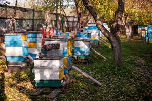 Autumnal scene Beehives in the orchard. Preparing hives for winter hibernation. beekeeping enthusiasts photo