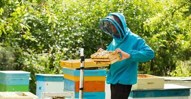 beekeeper returns frame to hive. uniting bee family and puts frame with queen cells in apiary. Beekeeping. photo