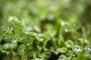 Beautiful green background with lawn clerical leaves after rain. Raindrops on green leaves on a blurry green spring background. photo