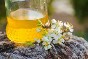 jar of liquid floral honey against background of trees. flowering plum branch near fresh honey. Healthy food concept. photo