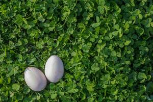 Two white Easter eggs with a branch of apricot in green grass. Easter background. Search for eggs at Easter. photo