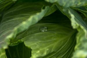 Background of cabbage leaves. Green juicy color of the plant. photo