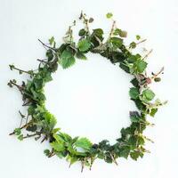 Round frame with branches and green leaves young nettle on on wooden white background. Leaf pattern. Flat lay, top view, copy space photo