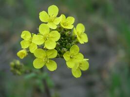 Brassica campestris field mustard, bird rape, keblock, and colz photo