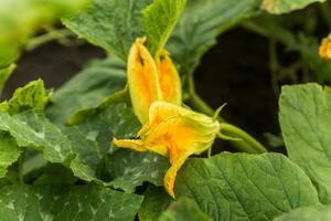 enorme naranja flor comido por cucurbita pepo rodeado por hojas. verde no maduro calabaza en jardín. ecológico agricultura. puro producto brotado en el sitio. foto