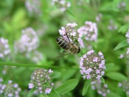 Honey bees collect nectar from small flowers. photo