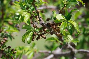 Frostbitten green plum fruit. Plants after sharp cold snap. Dead parts of plants after frost. photo