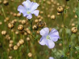 Linum, flax purple flowers on the field. photo