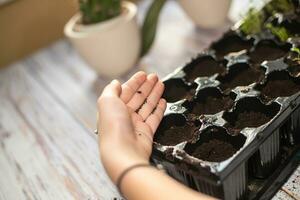 child's hand holding Basil seed. Planting seeds into seedling pots. Growing vegetables for garden. Germination of seeds in greenhouse. photo