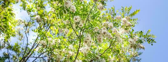 white flowers tree acacia. Blooming clusters of acacia. Honey spring plant. Branches of black locust, Robinia pseudoacacia, false acacia. Closeup, macro. photo
