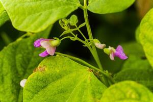 Purple Flowers of green bean on a bush. French beans growing on the field. Plants of flowering string beans. snap beans slices. haricots vert close up. photo