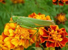 Green locust on a yellow marigold. Long locust mustache. Insect on a close-up flower. photo