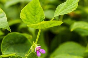 Purple Flowers of green bean on a bush. French beans growing on the field. Plants of flowering string beans. snap beans slices. haricots vert close up. photo