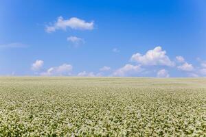 buckwheat field with clouds on the horizon. Agriculture. photo