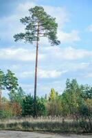 Lonely pine on a background of the sky in autumn. photo