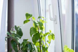 Winter garden on window. Begonia growing in pot on windowsill all year round. Greening premises. begonia leaf. photo