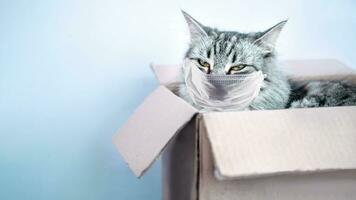 Grey striped cat in mail cardboard box. Shipment of goods during coronavirus. concept of mail and delivery post photo